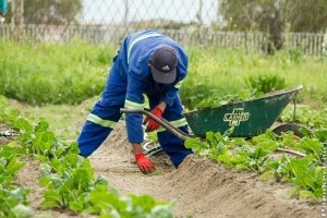 Mi a kertészek szerepe, mit csinálnak pontosan?