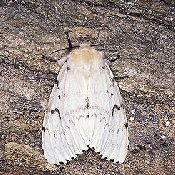 Krizantém: ha ezekre figyelsz, tele lesz virággal