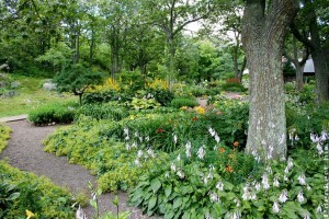 A kettős haszon elve: Megyeri Szabolcs szerint így válasszunk növényt a kertünkbe!