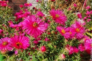 Strapabíró növények: ez a virág el sem hiszed, mennyi mindent kibír