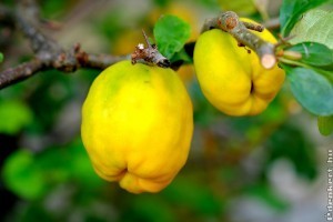 Nincsen ennél egyszerűbb és finomabb birslekvár recept