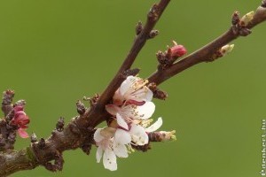 Miért érdemes várnunk a kajszi metszésével pirosbimbós állapotig?