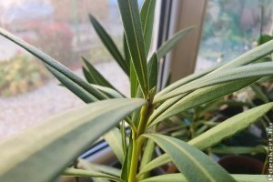 Leander szaporítása: ilyen egyszerűen gyökereztetheted