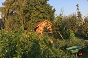 Gyümölcstermő erdőkert: így állj neki a telepítésnek