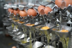 Tojásfehérje alapú tejtermék alternatívákat fogyasszunk a jobb termőtalajért?