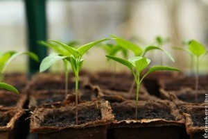 Palántázási egyszeregy kezdőknek