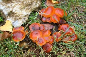 3 ehető gomba, amit télen is lehet gyűjteni