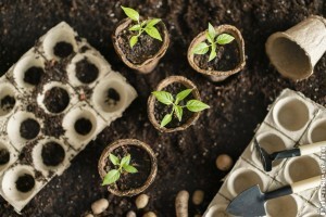 Mini üvegház palántázáshoz: így használd!