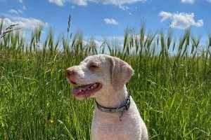 Verhetetlen szarvasgombavadásszá képezte át magát