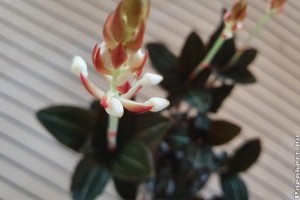 Ékszerorchidea:egy különleges szépség a lakás egy sötét helyére