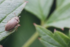 Hogyan védekezzünk a kis málnabogár ellen?