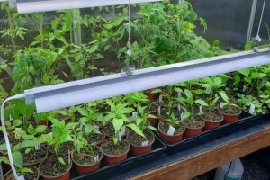 Palántanevelő lámpa: ezért érdemes beszerezni