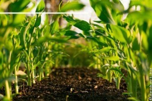 Te is a természet felé fordulnál?