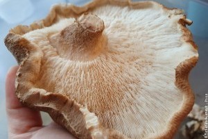 Gomba termesztése házilag - ezekre figyelj, hogy rengeteget teremjen!