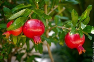 Gránátalma nevelése magról egyszerűen