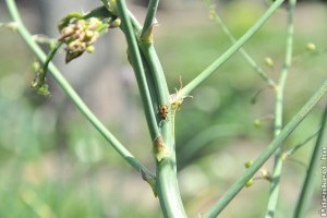 Mit tehetünk a közönséges spárgabogár ellen?