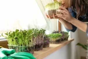 5 alig ismert növény, ami jótékony hatással van az egészségünkre