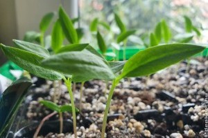 Egyszerű, házi trükkök, hogy erős és egészséges legyen a paradicsom-és a paprikapalánta