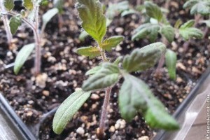 Paradicsompalánta átültetése egyszerűen: így gyerekjáték