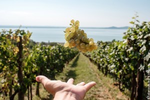 Rangos nemzetközi díjat nyert a Folly