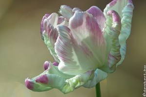 Durva, mennyibe került a világ legdrágább tulipánja