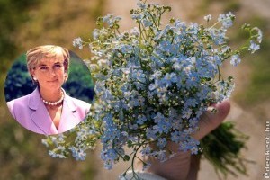 Ez az egyszerű virág volt Diana hercegnő kedvence