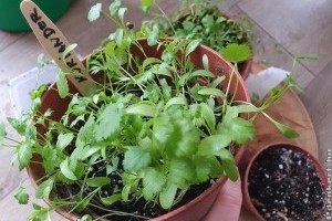 Koriander termesztése házilag: így biztosan sikerül