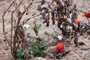 Nagy a baj! Ez a baktérium az egész paradicsomtermést elviheti