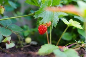 Eper ültetése tavasszal: így biztosan rengeteget terem