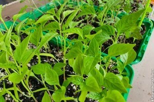 Paprika- és paradicsompalánta gondozása: erről semmiképpen se feledkezz el!