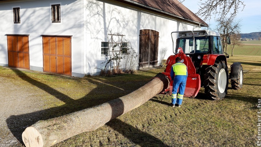 Krizantém: ha ezekre figyelsz, tele lesz virággal