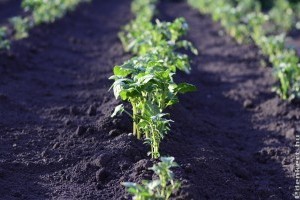 Burgonya (krumpli) vetése egyszerűen: így terem bőségesen