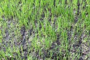 Füvesítés előtt állsz? Biztosítsd a gyep szépségét huminsavakkal!