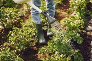 Kerttervezés a kevesebb kullancs érdekében
