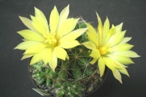 Kaktuszkiállítás 2023: középpontban a szemölcskaktuszok nemzetsége