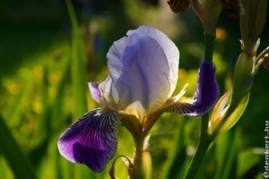 Miért nem virágzik az írisz? Ezek lehetnek az okok
