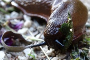 Nem hiszed el, mit érdemes bevetni csigák ellen