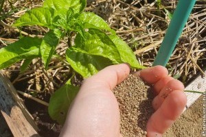 Csupasz csiga ellen: ezeket tanácsolta az öreg kertész