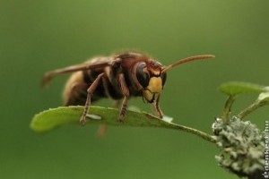 Lódarázs vs. hétköznapi darázs: mi a különbség?