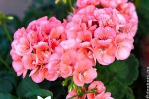 Muskátli gondozása nyáron: ha ezekre figyelsz, ontani fogja a virágokat!