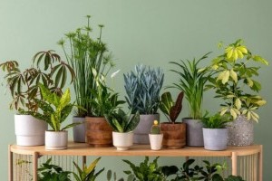 Milyen típusú fűtés a legjobb, ha szobanövényeid vannak?