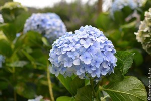 Miért nem virágzik a hortenzia? Ez lehet az oka