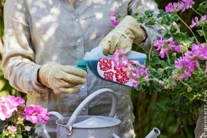 Muskátli: a lusta kertészek virága?