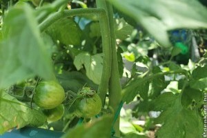 Poloska ellen: mutatjuk, mit vess be