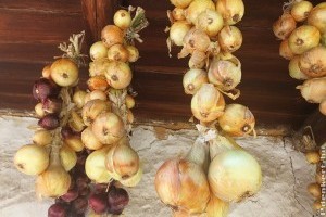 Vöröshagyma: ebből a 3 jelből tudod, hogy érdemes felszedni