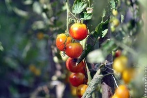 Napégés a paradicsomon: ezek a jelek árulkodnak
