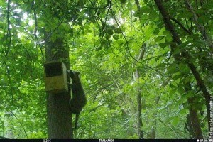 Különleges, itthon ritka állatokat filmeztek le Budapest mellett