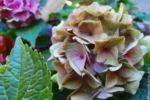 Le kell metszeni az elnyílt hortenziavirágokat? Itt a válasz