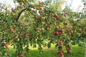 Milyen gyümölcsfákat érdemes ültetni egy kisebb méretű kertbe?