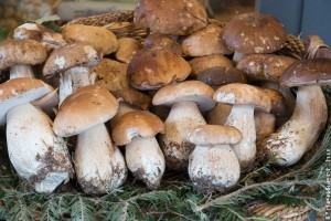 Aranyárban mérik a piacon, pedig ingyen is hozzá lehet jutni ehhez a gombához